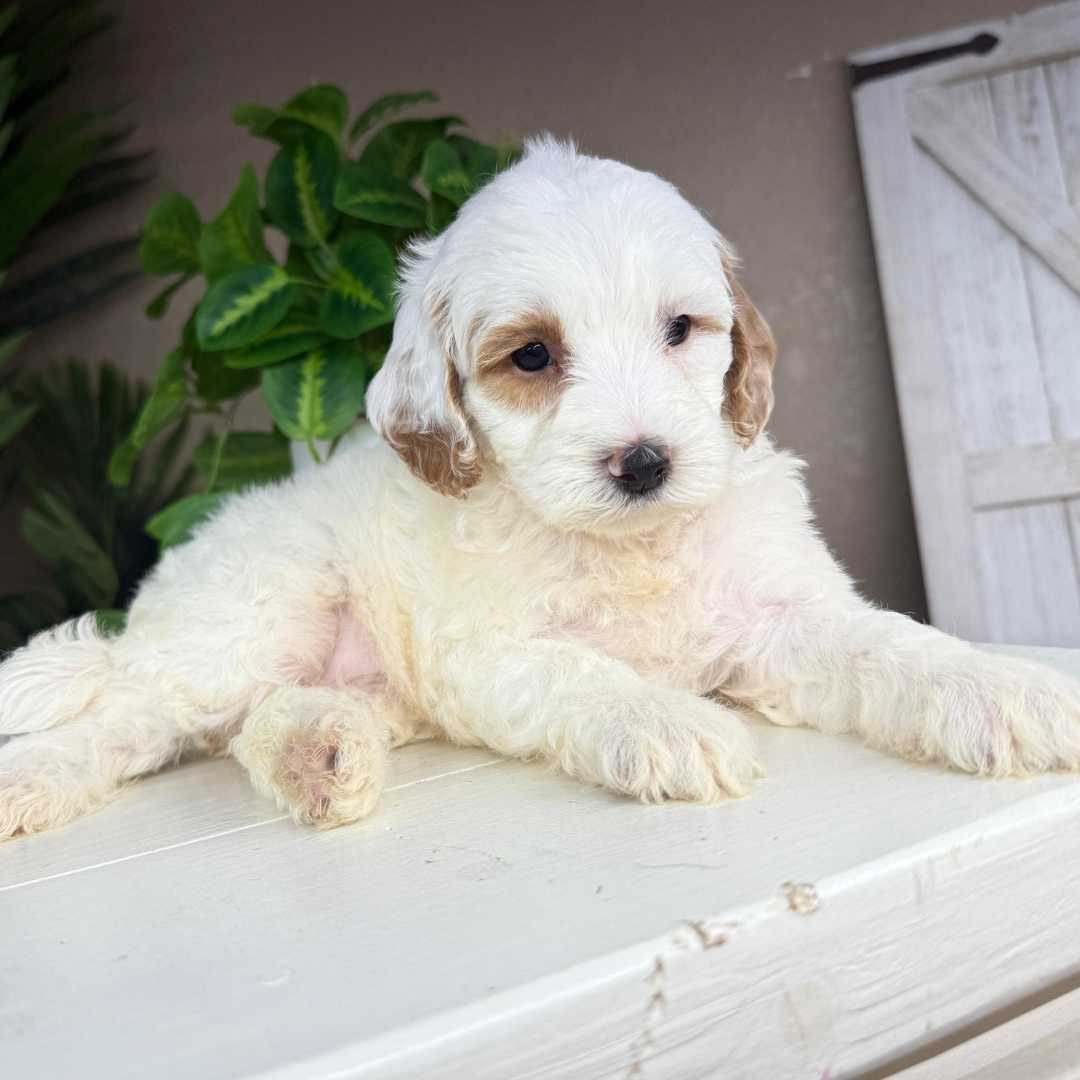 Micro-Goldendoodle