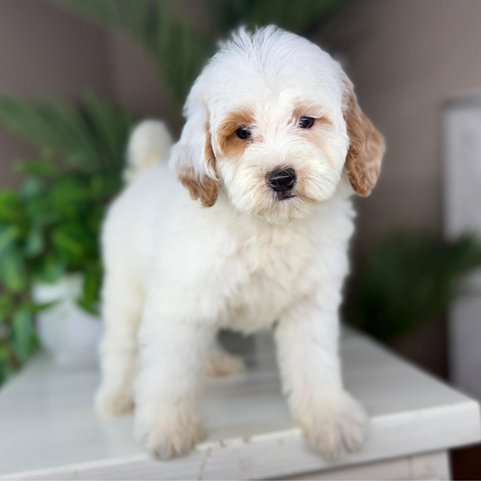 Micro-Goldendoodle