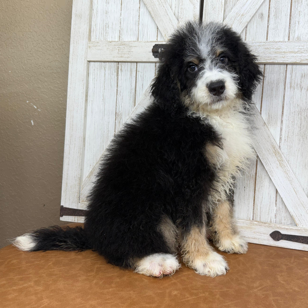 Bernedoodle-Puppy