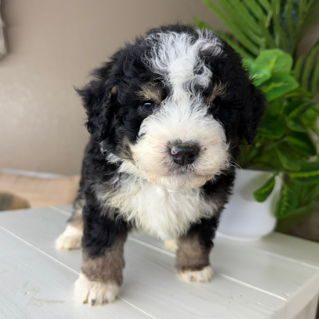 Mini-Bernedoodle-Puppy