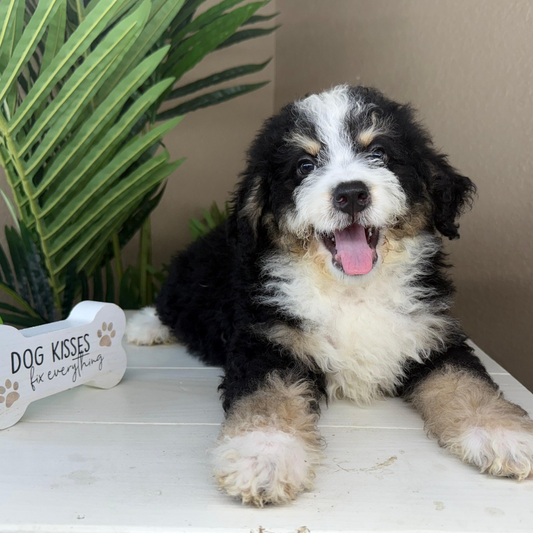 Mini-Bernedoodle-Puppy