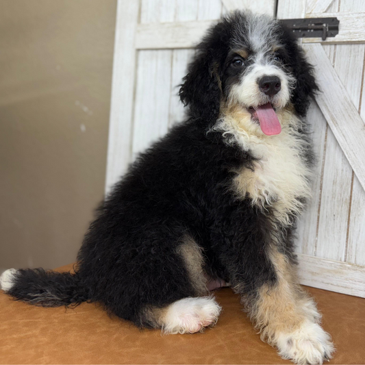 Bernedoodle-Puppy