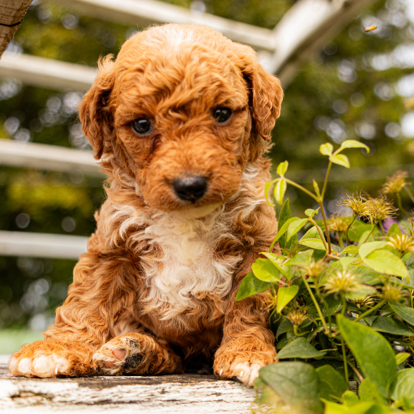 Goldendoodle-Pups