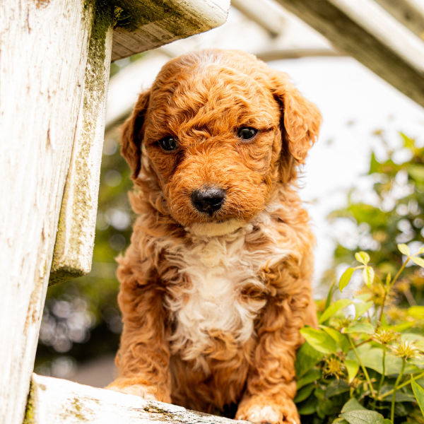 Goldendoodle-Pups