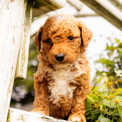 Goldendoodle-Pups