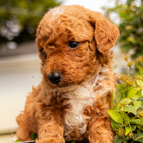 Goldendoodle-Pups
