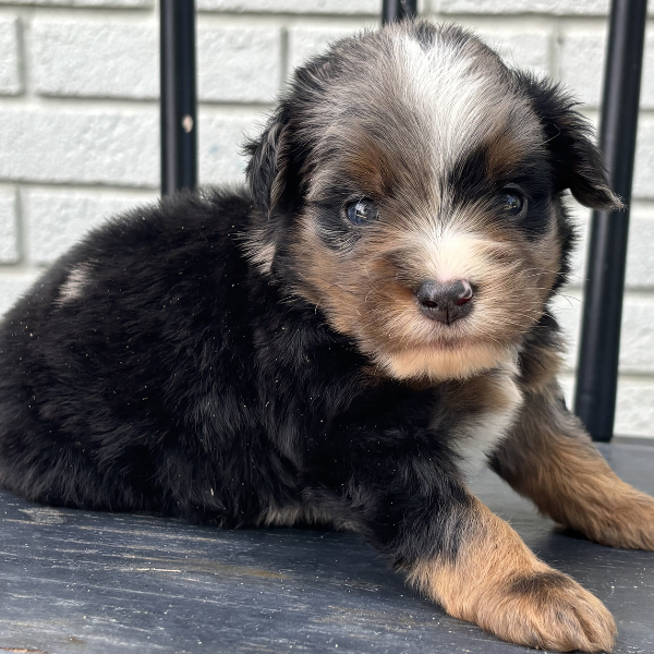 Micro-Bernedoodle-Breeder