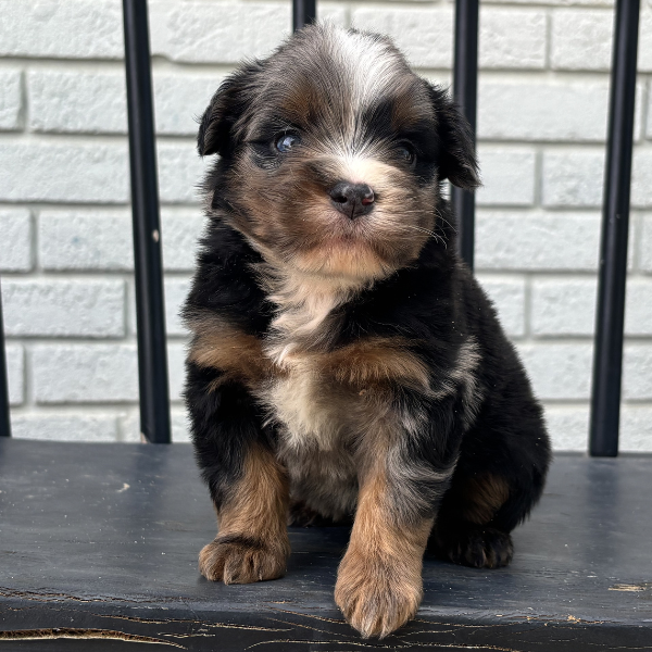 Micro-Bernedoodle-Breeder