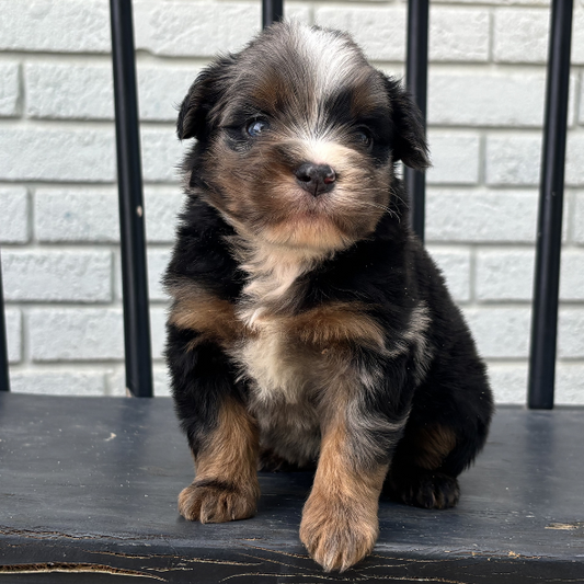 Micro-Bernedoodle-Breeder