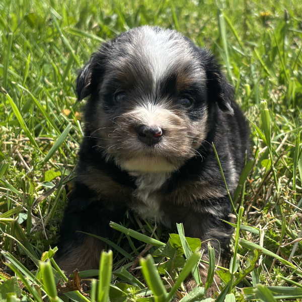 Micro-Bernedoodle-Breeder