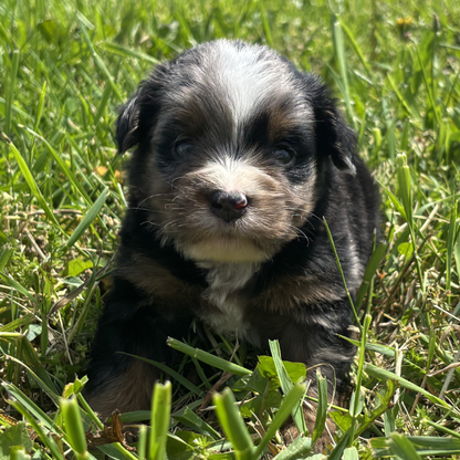 Micro-Bernedoodle-Breeder