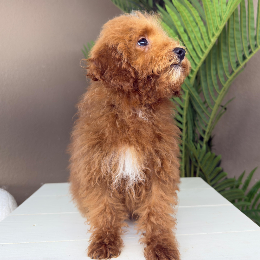 Micro-Goldendoodle-Breeder
