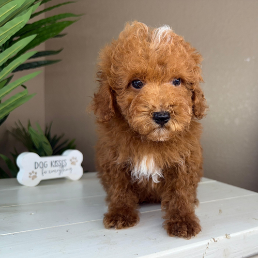 Micro-Goldendoodle-Puppy-For-Sale