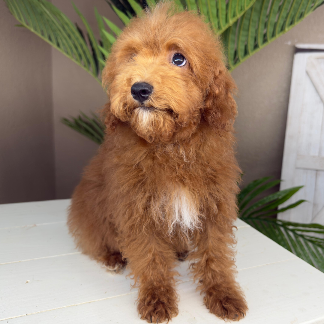 Micro-Goldendoodle-Breeder