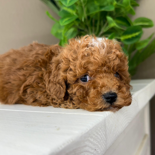 Micro-Goldendoodle-Puppy-For-Sale