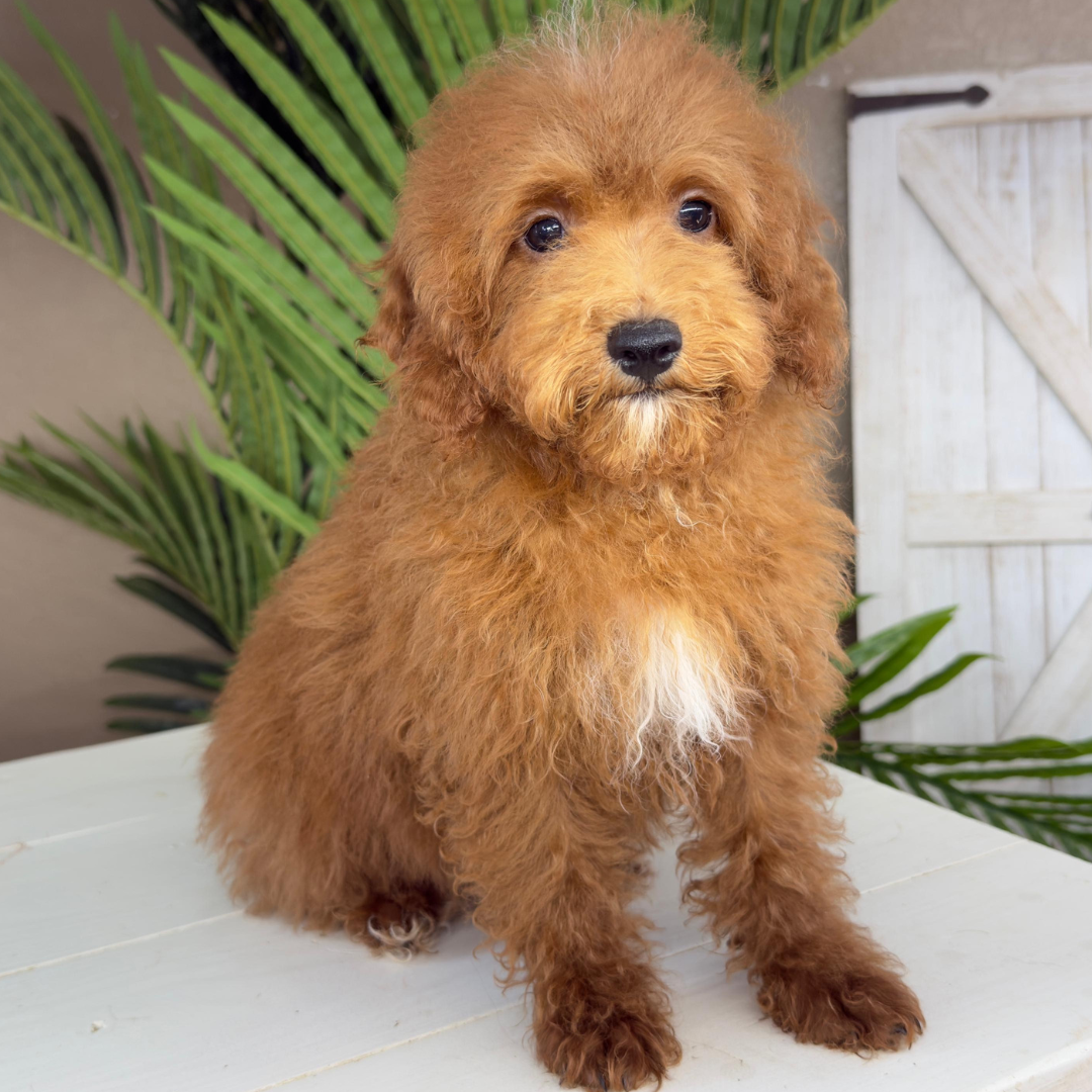 Micro-Goldendoodle-Breeder