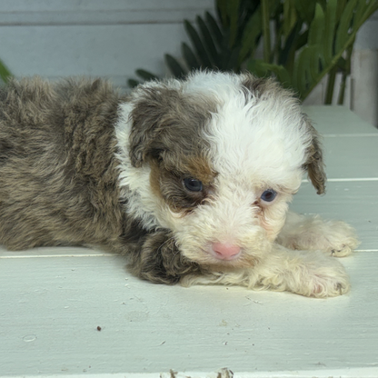 Merle-Bernedoodle