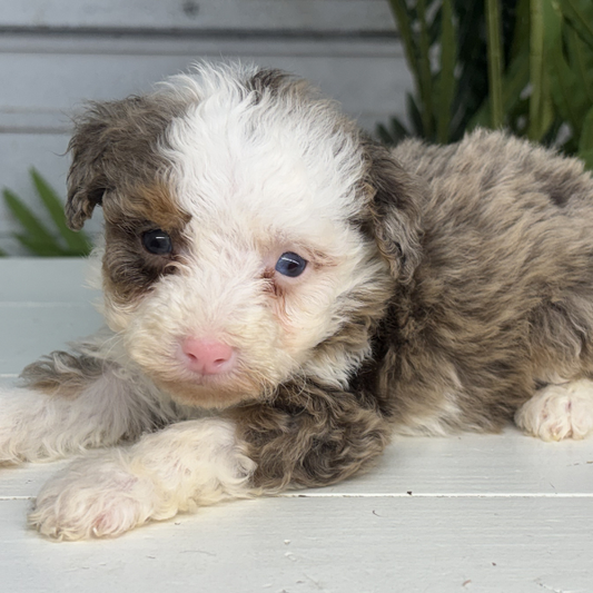 Merle-Bernedoodle