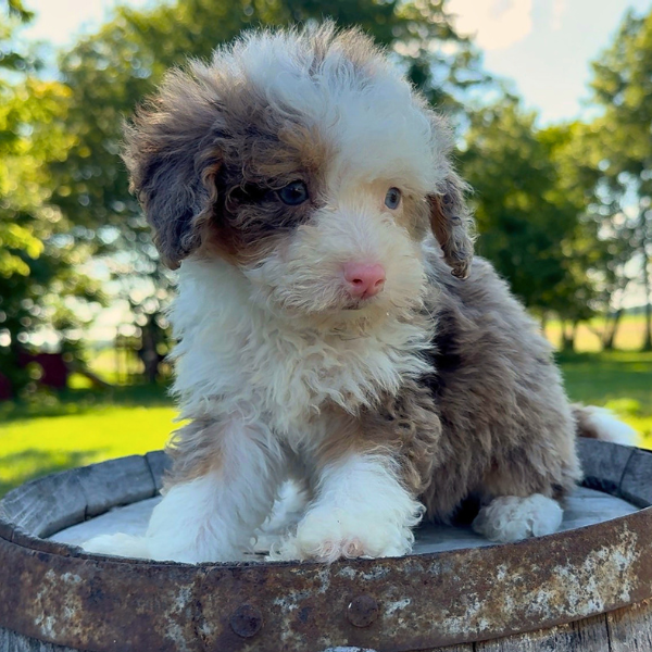Bernedoodle-Puppy
