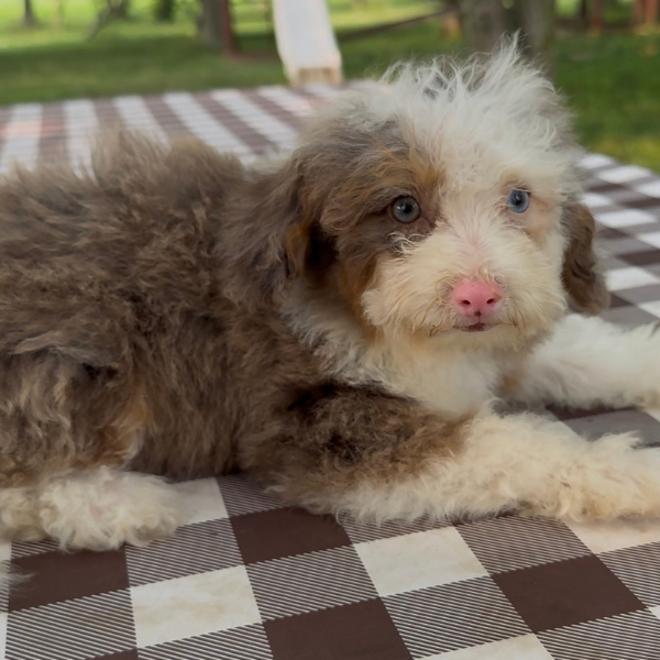 Chocolate-Merle-Bernedoodle