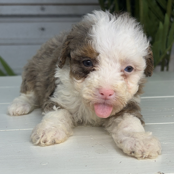Merle-Bernedoodle