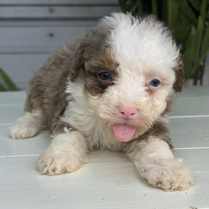 Merle-Bernedoodle
