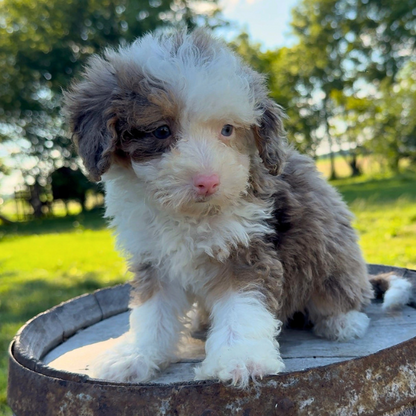 Bernedoodle-Puppy