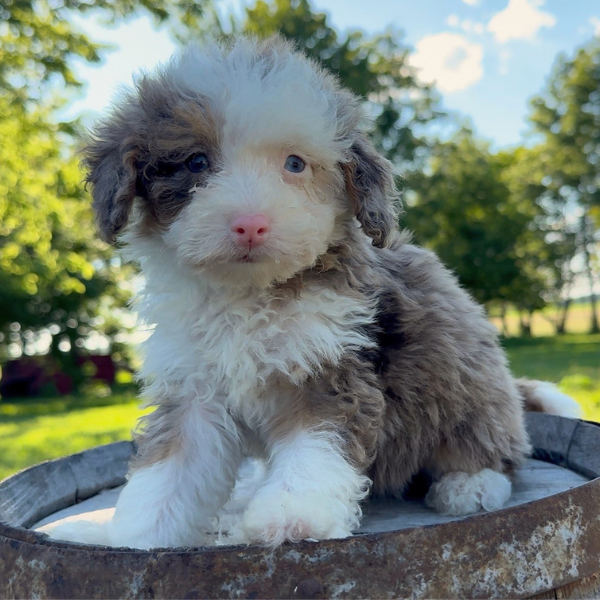 Bernedoodle-Puppy