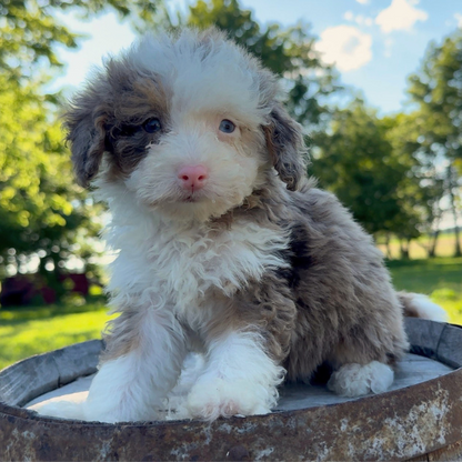 Bernedoodle-Puppy