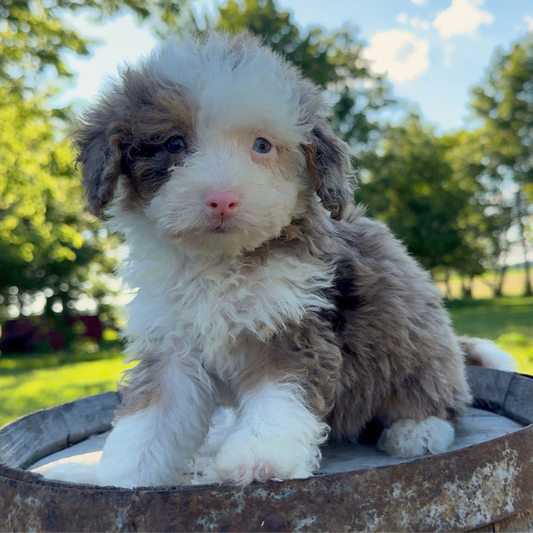 Bernedoodle-Puppy