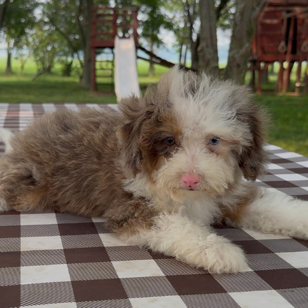 Chocolate-Merle-Bernedoodle