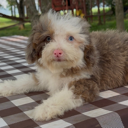 Chocolate-Merle-Bernedoodle