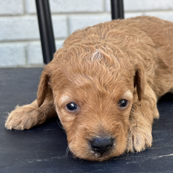 Goldendoodle-Puppy