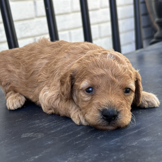 Goldendoodle-Puppy