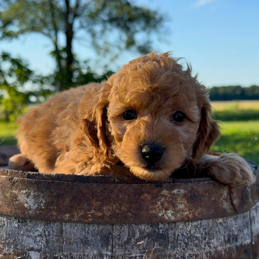Goldendoodle-Pup