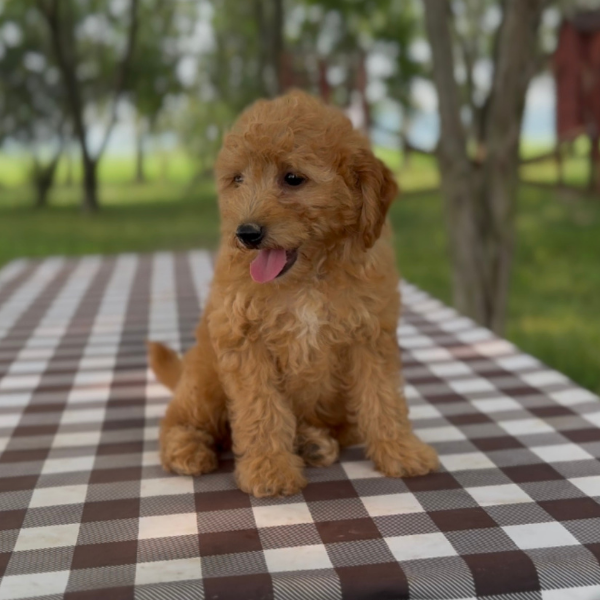 Micro-Goldendoodle-Pup