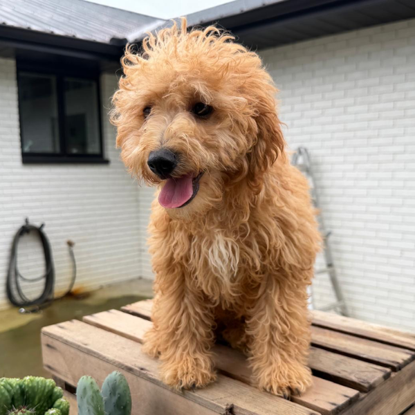Goldendoodle-Puppy-For-Sale