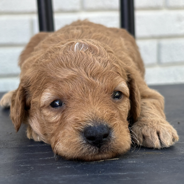 Goldendoodle-Puppy