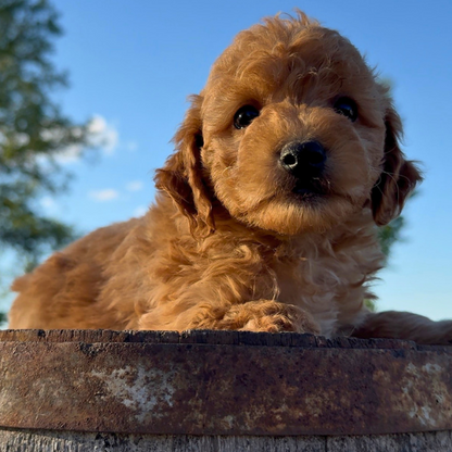 Goldendoodle-Pup