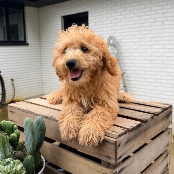 Goldendoodle-Puppy-For-Sale