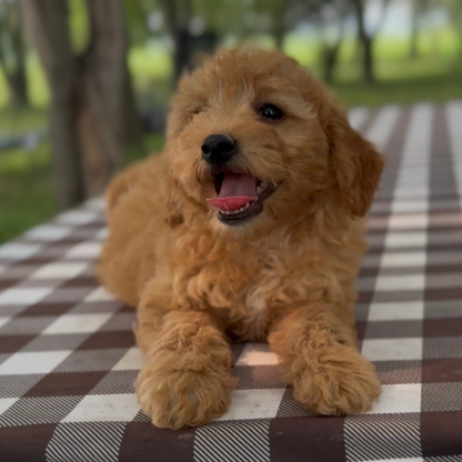 Micro-Goldendoodle-Pup