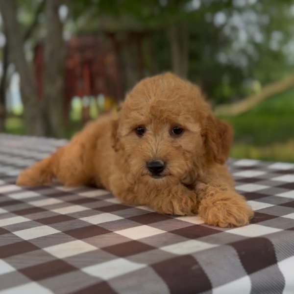 Micro-Goldendoodle-Pup