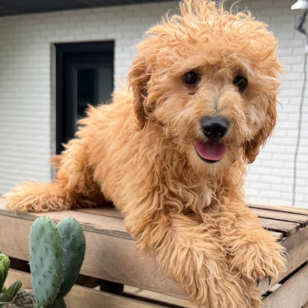 Goldendoodle-Puppy-For-Sale