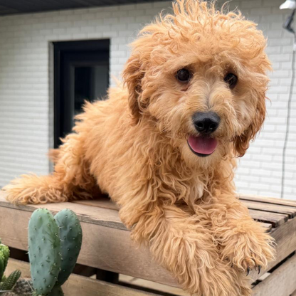 Goldendoodle-Puppy-For-Sale