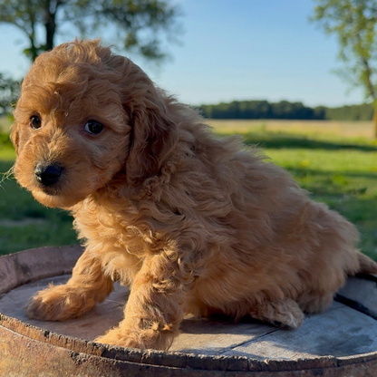 Goldendoodle-Pup