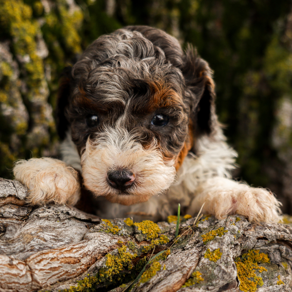 Merle-Bernedoodle