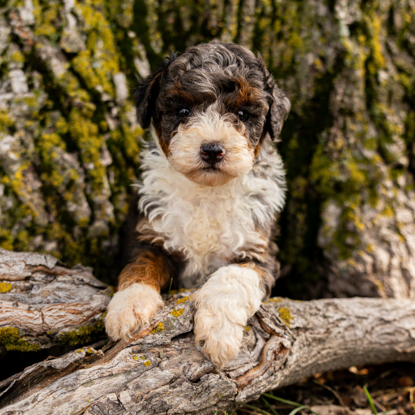 Merle-Bernedoodle