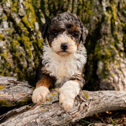Merle-Bernedoodle