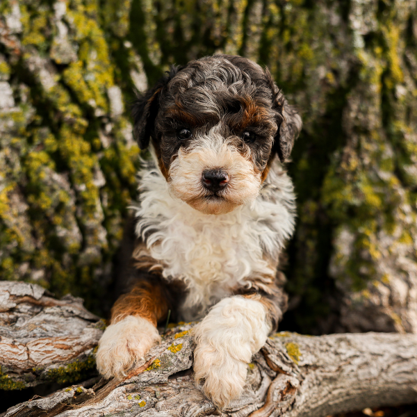 Merle-Bernedoodle