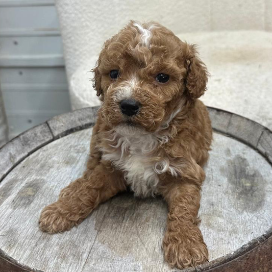 Micro-Goldendoodle-Puppy-For-Sale